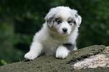 BERGER AUSTRALIEN PUPPIES 843